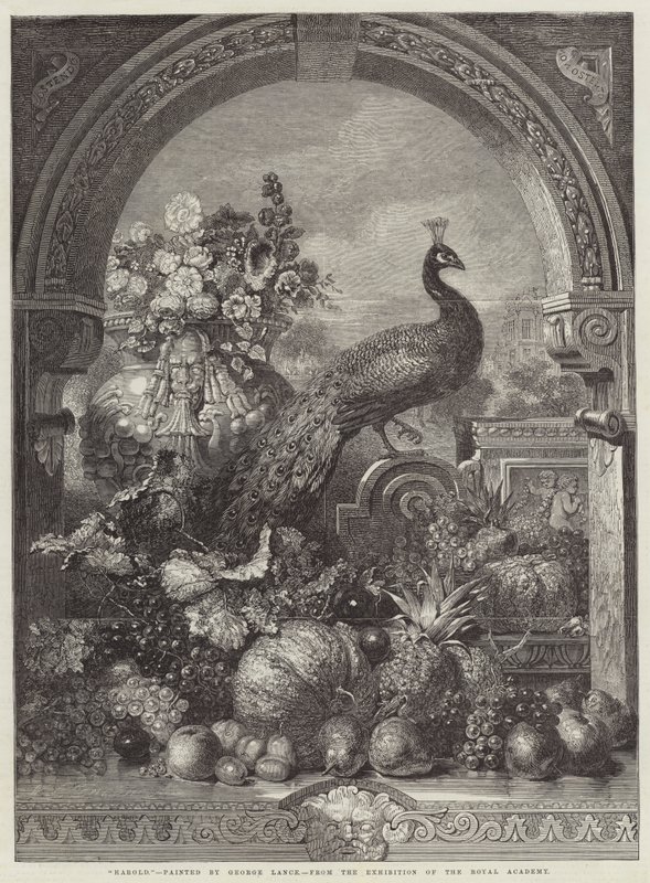 Harold by George Lance