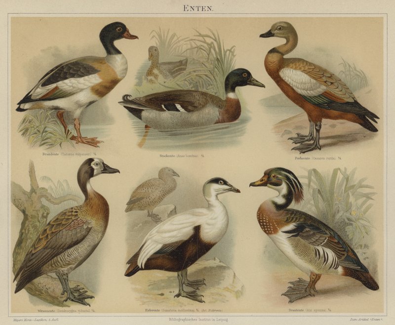 Ducks by German School