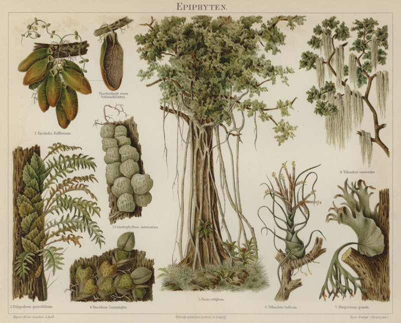 Epiphytes by German School