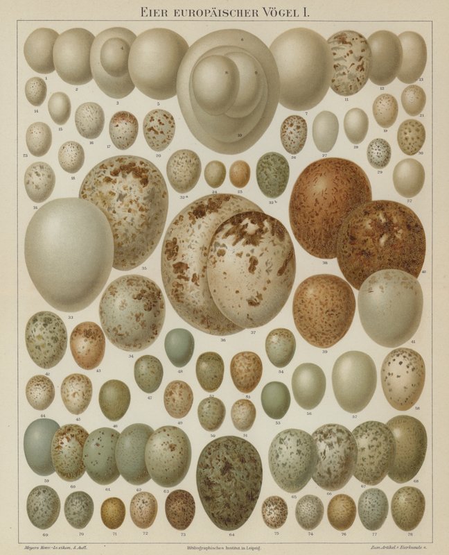 European birds