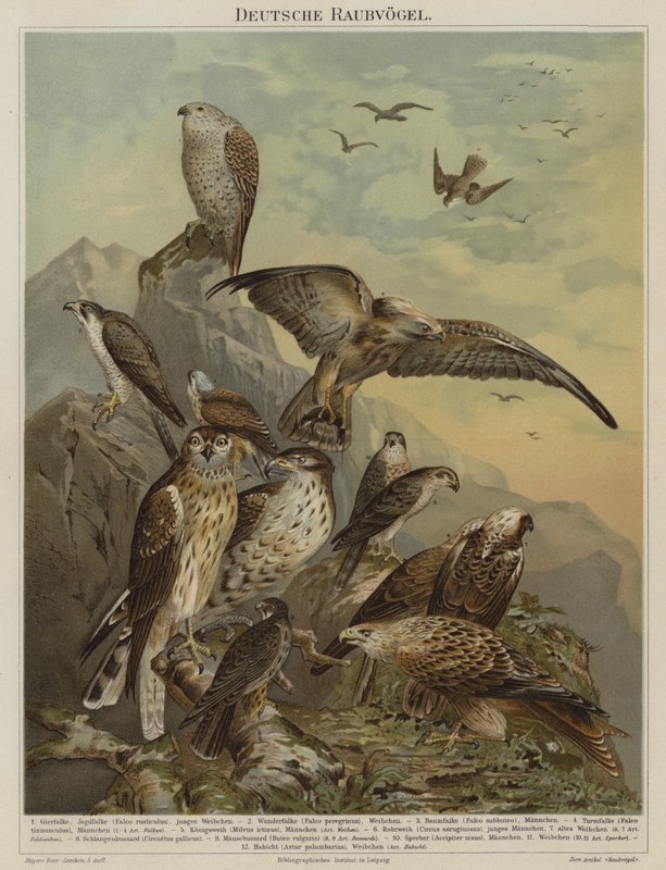 German birds of prey by German School