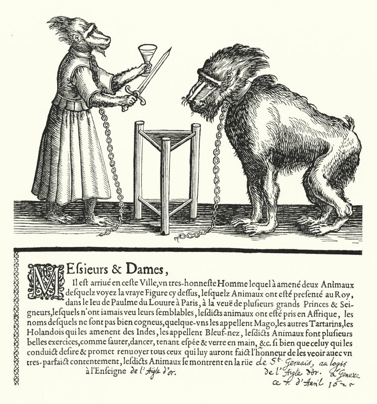 Invitation to an exhibition of apes and monkeys (engraving) by German School