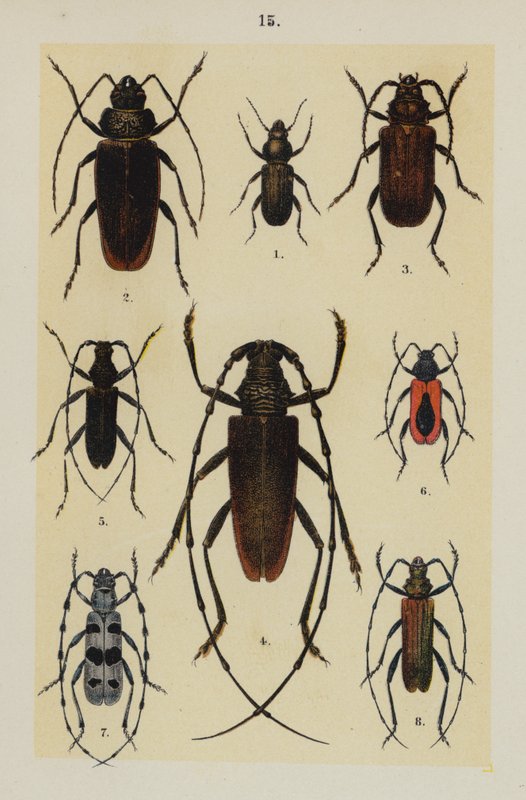 Plate from The Young Beetle-Collector
