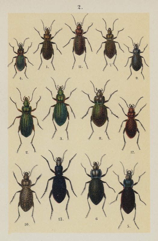 Plate from The Young Beetle-Collector