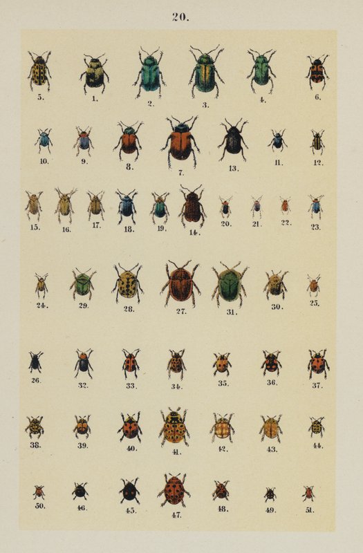 Plate from The Young Beetle-Collector