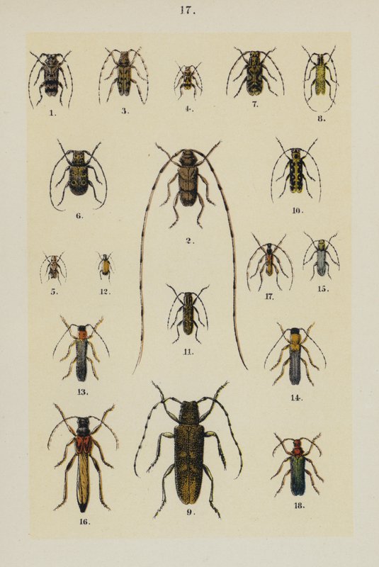 Plate from The Young Beetle-Collector