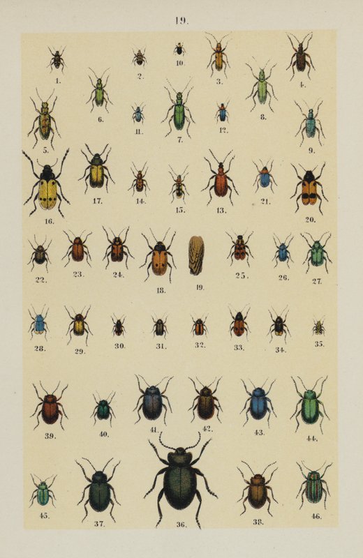Plate from The Young Beetle-Collector