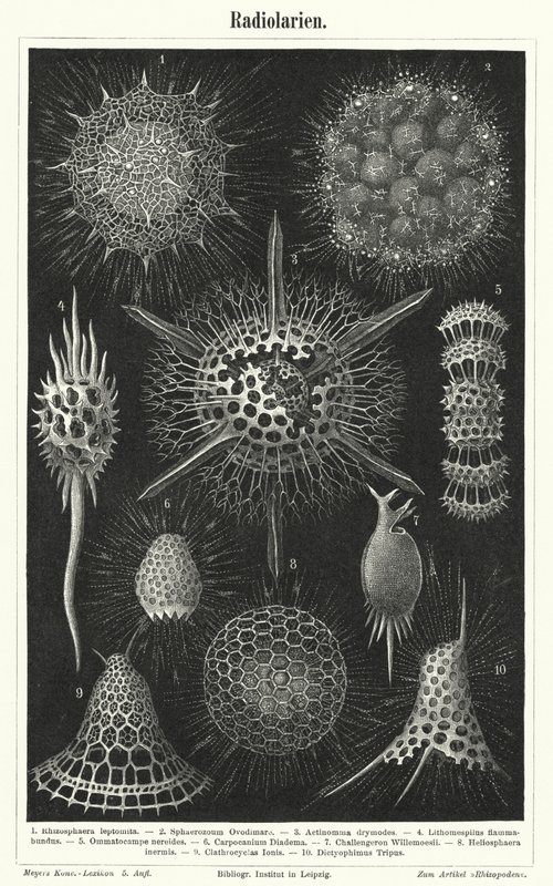 Radiolaria by German School