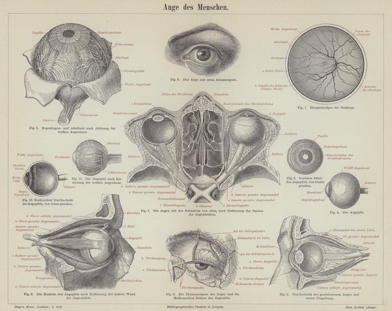The Human Eye by German School