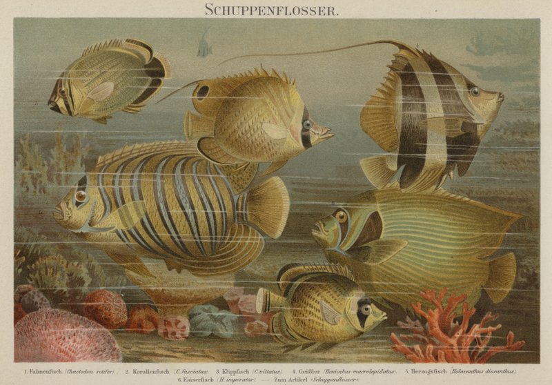 Tropical Sea Fish by German School