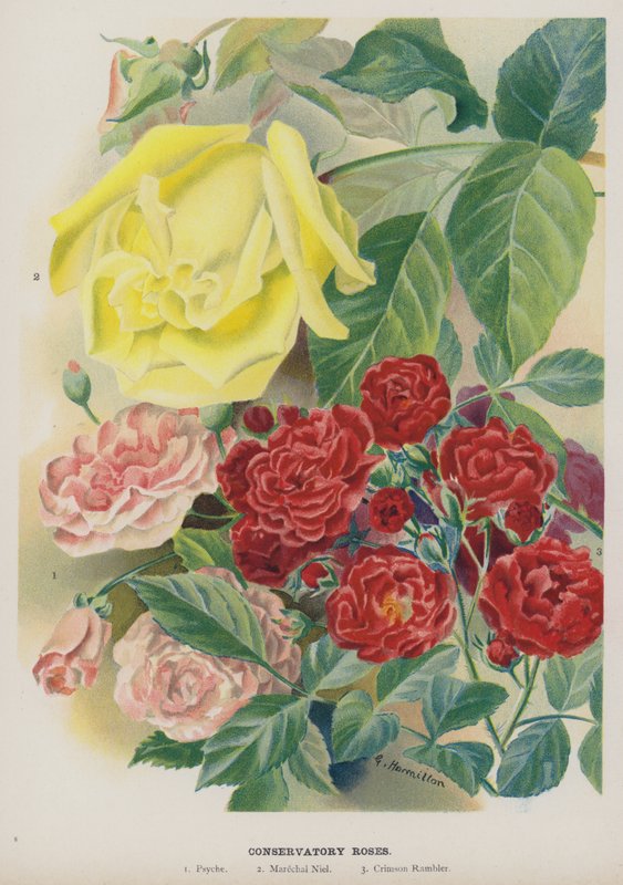 Conservatory Roses by Gertrude Hamilton