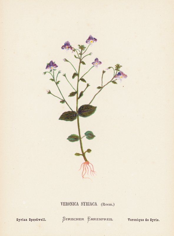 Wild Flowers of the Holy Land: Veronica Syriaca, Roem; Syrian Speedwell by Hannah Zeller
