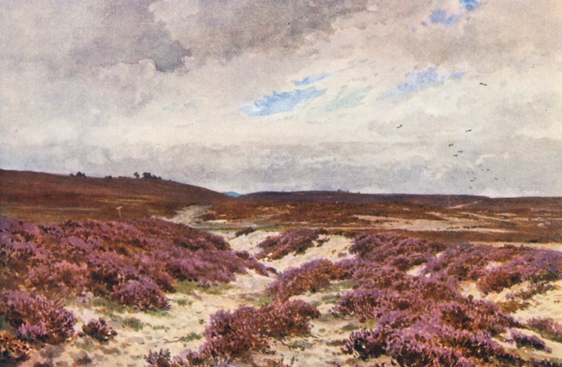 Frensham Common by Harold Sutton Palmer