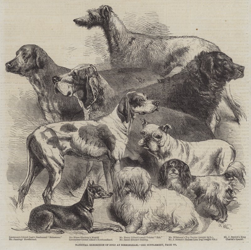 National Exhibition of Dogs at Birmingham by Harrison William Weir
