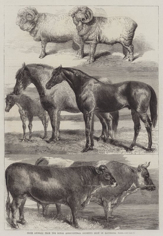 Prize Animals from the Royal Agricultural Society