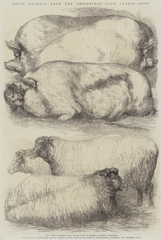 Prize Animals from the Smithfield Club Cattle Show by Harrison William Weir