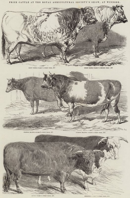 Prize Cattle at the Royal Agricultural Society