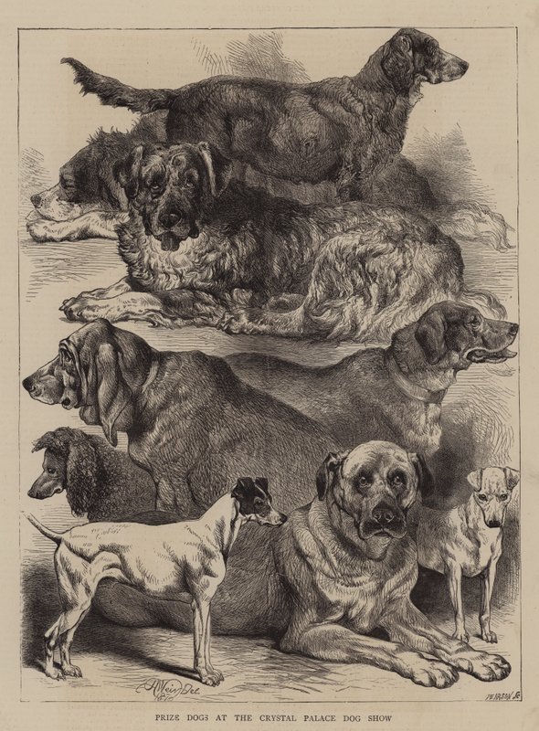 Prize Dogs at the Crystal Palace Dog Show by Harrison William Weir