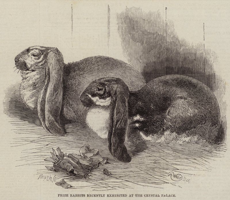 Prize Rabbits Recently Exhibited at the Crystal Palace