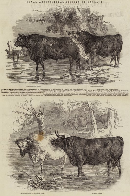 Royal Agricultural Society of England by Harrison William Weir