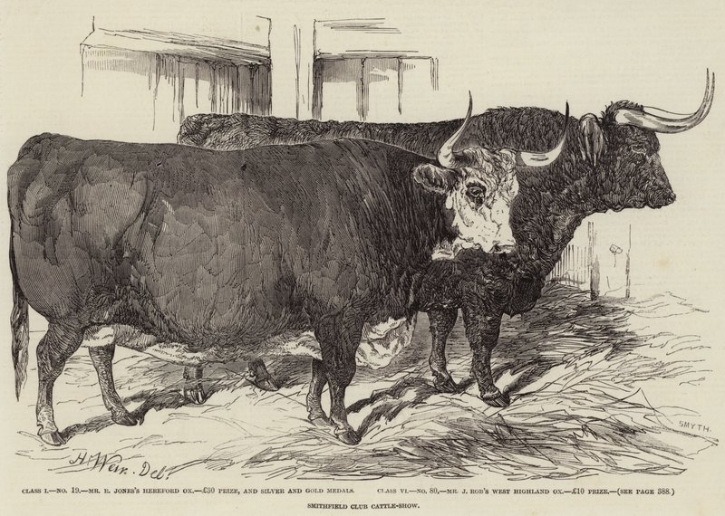Smithfield Club Cattle-Show by Harrison William Weir