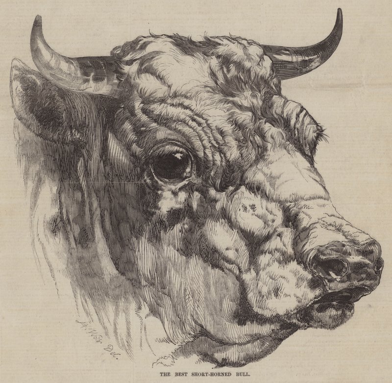 The Best Short-Horned Bull by Harrison William Weir