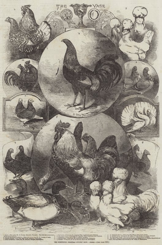 The Birmingham Christmas Poultry Show, Prizes by Harrison William Weir