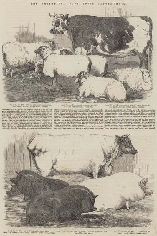 The Smithfield Club Prize Cattle-Show by Harrison William Weir