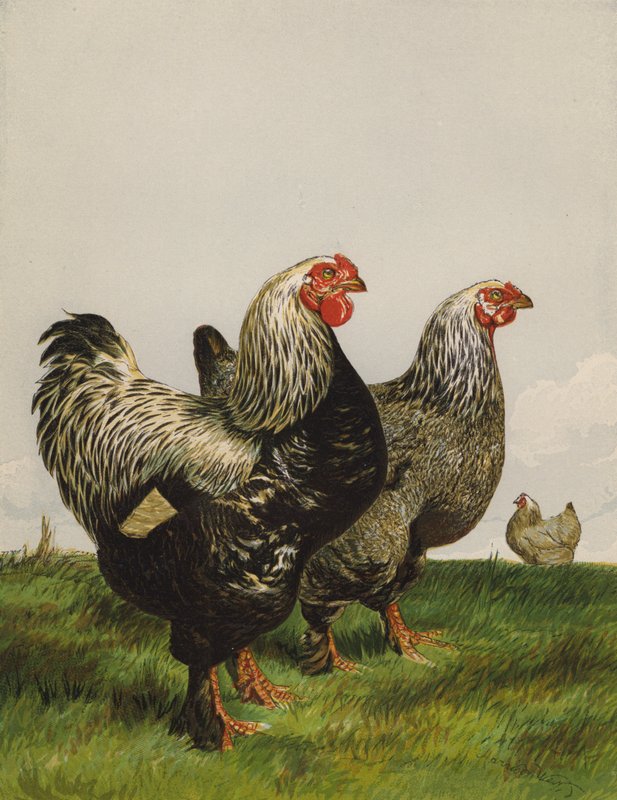 Dark Brahmas by Harrison William Weir