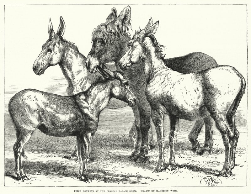 Prize Donkeys at the Crystal Palace Show by Harrison William Weir