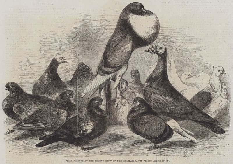 Prize Pigeons at the Recent Show of the Halifax Fancy Pigeon Association by Harrison William Weir