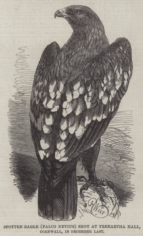 Spotted Eagle shot at Trebartha Hall, Cornwall, in December Last by Harrison William Weir