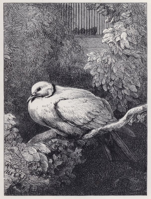 The Unhappy Dove by Harrison William Weir