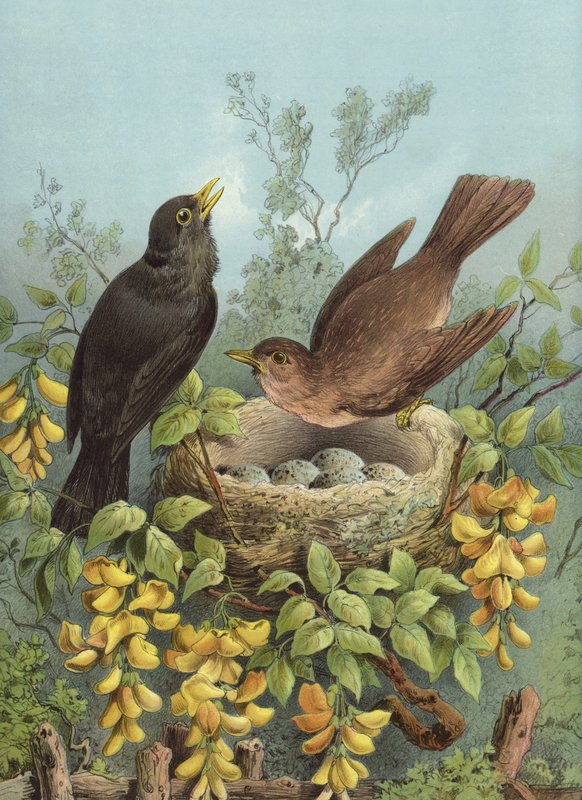 Blackbird by Hector Giacomelli