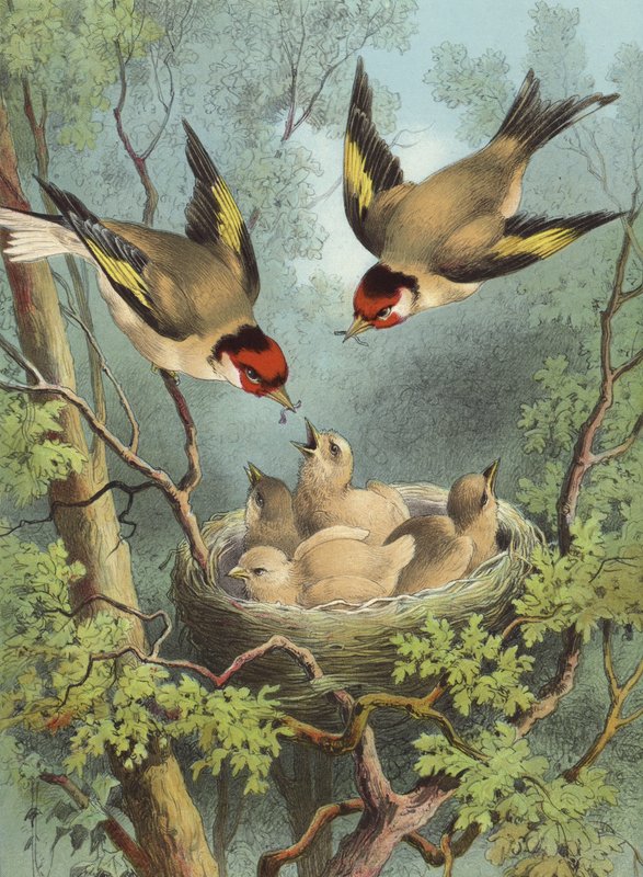 Goldfinch, Feeding Their Young by Hector Giacomelli