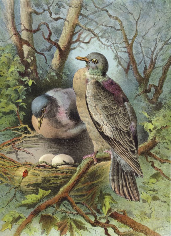 Ring Dove by Hector Giacomelli