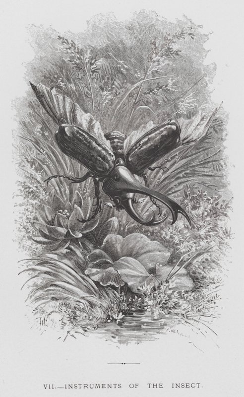 The Insect: Instruments of the Insect by Hector Giacomelli