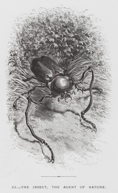 The Insect: The Insect, the Agent of Nature by Hector Giacomelli