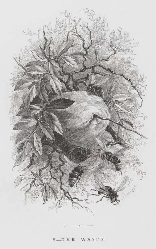 The Insect: The Wasps by Hector Giacomelli