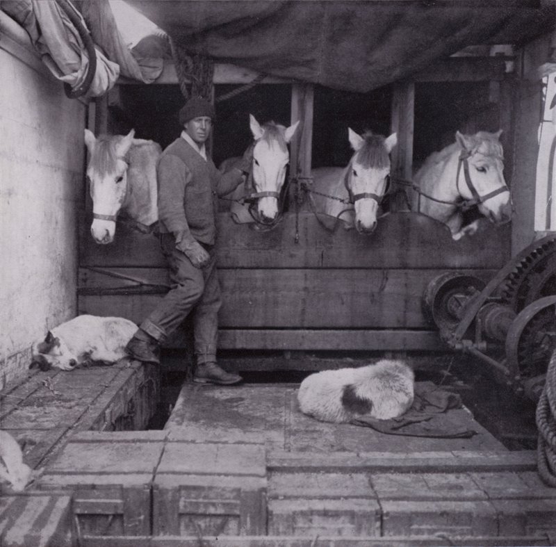Captain Oates with ponies and dogs at sea by Herbert Ponting