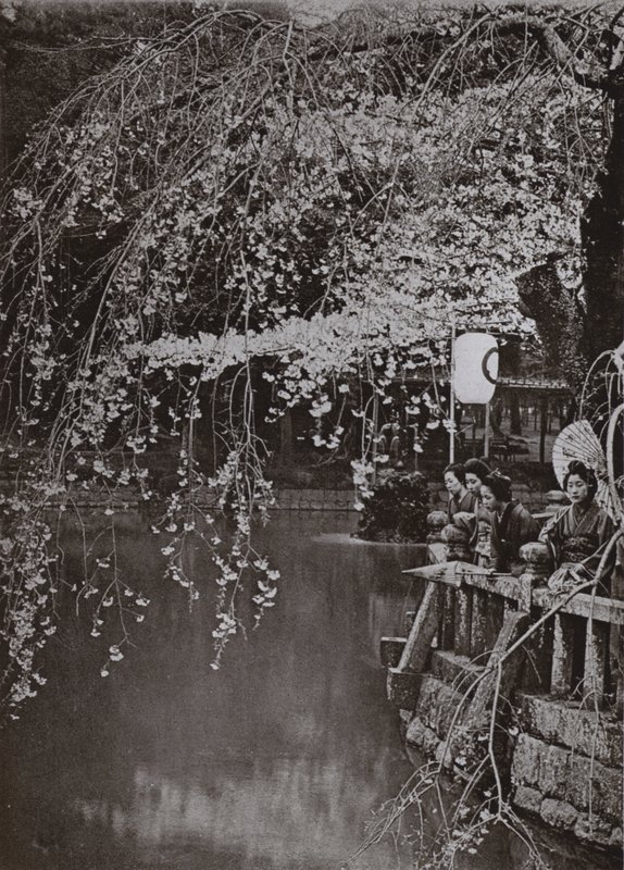 Cherry-Blossom Time in Japan by Herbert Ponting