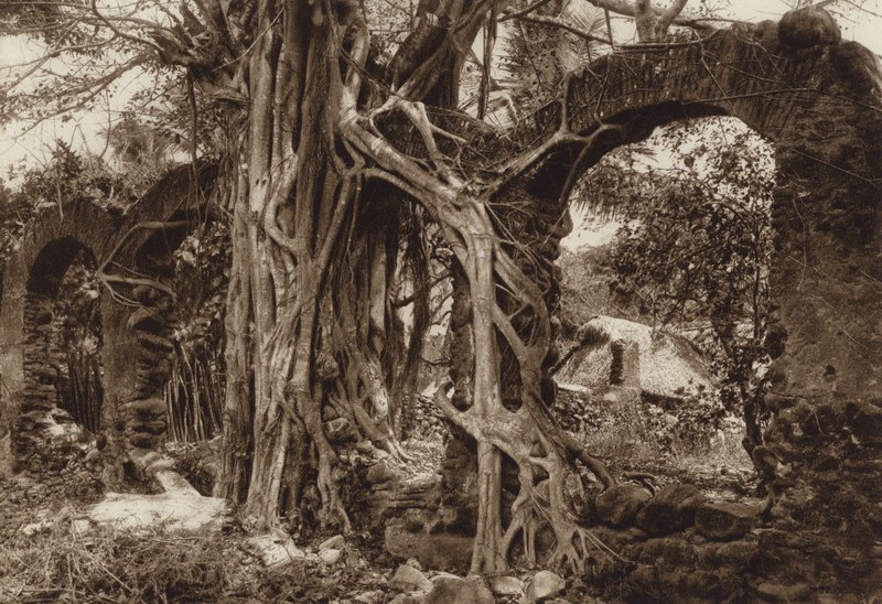 Mexico: Spanish bridge arch with fig tree, Antigua, Veracruz State by Hugo Brehme