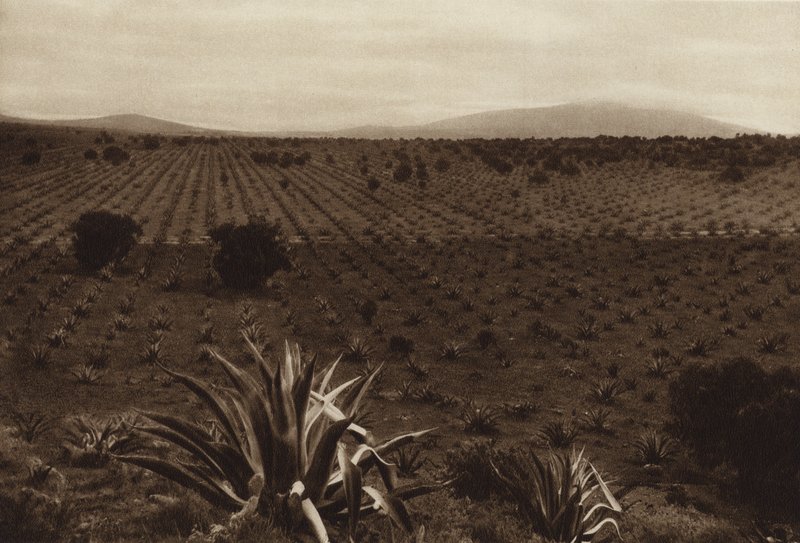 Mexico: Agave Field in the Surroundings of Ometusco by Hugo Brehme