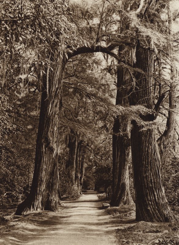 Mexico: Mexico City, Chapultepec Park, Alameda of the Philosophers by Hugo Brehme