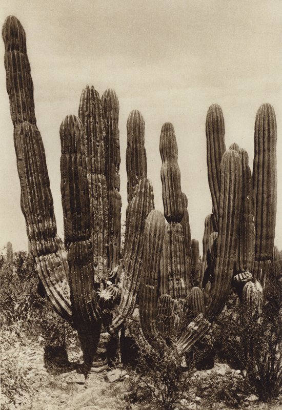 Mexico: Guaymas, 