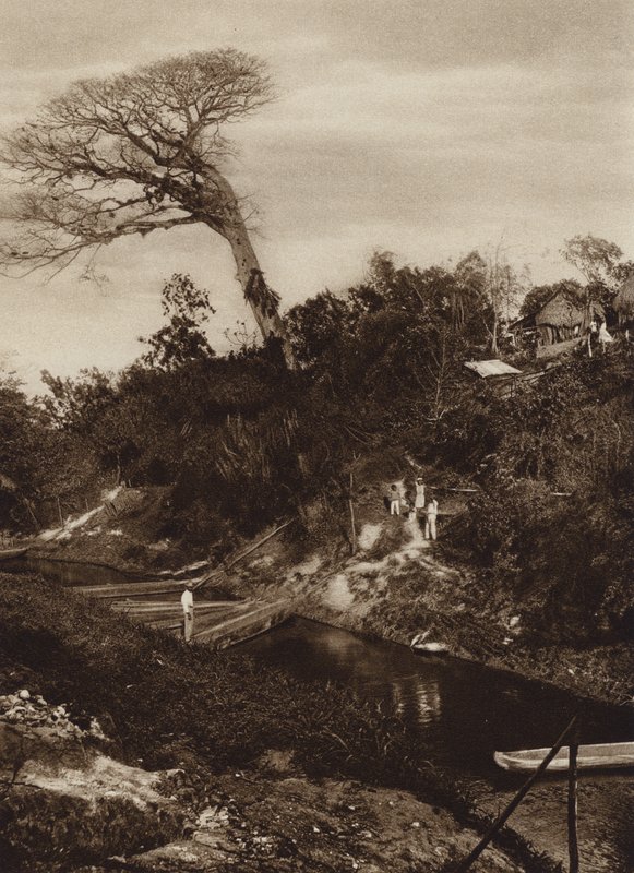Mexico: Panorama of river with Ceiba tree, Veracruz State by Hugo Brehme