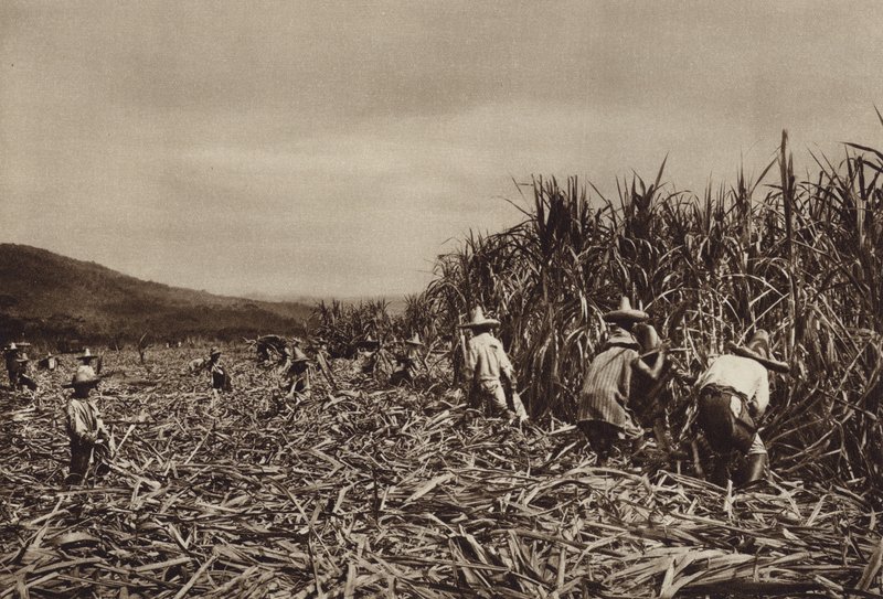 Mexico: Tamasopo, Sugar Cane Harvest by Hugo Brehme