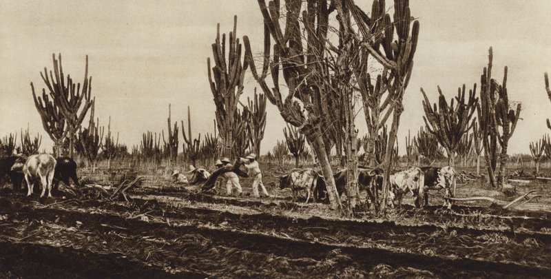 Mexico: Field Work, Sinaloa State by Hugo Brehme