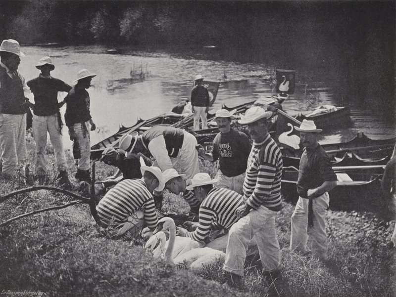 Swan Upping on the Thames, Nicking or Marking by J. Benjamin Stone