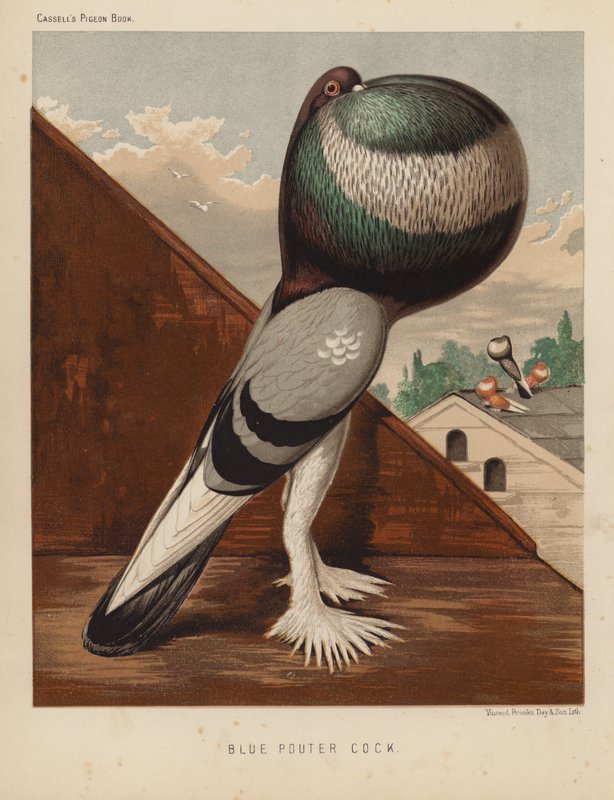 Pigeons: Blue Pouter Cock by J. W. (after) Ludlow
